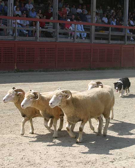 Northeast US Sheep Dog Trials at the Blue Hill Fair